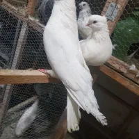 کبوتر سفیدو سبز و زاغ چشم سفید