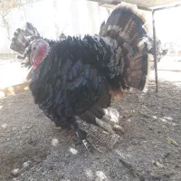 بوقلمون قیمت خوب محلی مرغ برهما غول پیکر|حیوانات مزرعه|شیراز, باغشهر قصر سبز|دیوار