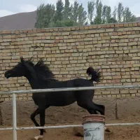 اسب عرب،کره نریان یک و نیم ساله،سیاه|اسب و تجهیزات اسب‌سواری|گلپایگان, |دیوار