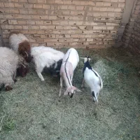 گوسفند معامله ای|حیوانات مزرعه|نرماشیر, |دیوار