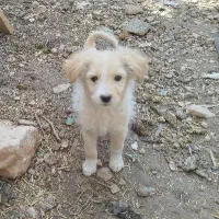 سگ پاکوتاه|سگ|شیراز, شاپورجان|دیوار