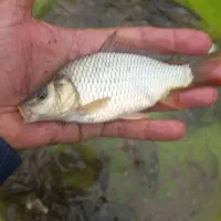 آمور علف خوار و ماهی ریز برای سایز کردن