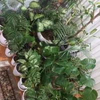 فروش ویژه گل خونگی خاص