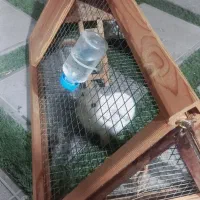 خرگوش لوپ چشم آبی|موش و خرگوش|تهران, علی‌آباد|دیوار