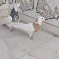 دو عدد طوقی گرفتنی صفت