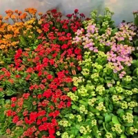 معاوضه-مغازه-واقع-در-گلدیس-با-آپارتمان