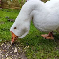 قو غاز اکراینی ماده بالغ.