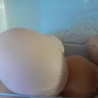 تخم مرغ محلی