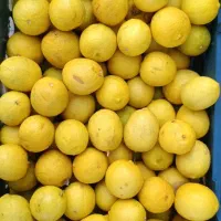پخش لیمو ترش در خراسان
