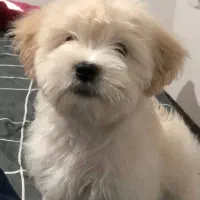 سگ شیتزو شیری ماده|سگ|پیشوا, |دیوار