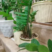 گل فروشی|گل و گیاه طبیعی|فلاورجان, |دیوار