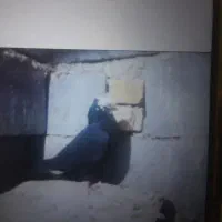 کبوتر|پرنده|لالجین, |دیوار