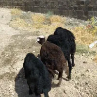 چهار راس بره ماده قره قزل
