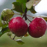 سیب قرمز فله به فروش می رسد