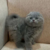 گربه اصیل|گربه|گرگان, |دیوار