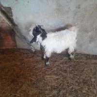 بزغاله|حیوانات مزرعه|دشت ذهاب, |دیوار