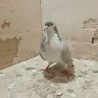 صید|لوازم التحریر|مشهد, بهمن|دیوار