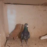 کبوتر رنگی|پرنده|تهران, شارق|دیوار