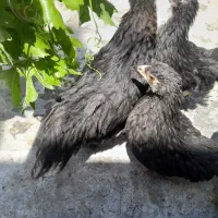 جوجه مرغ