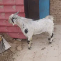کوسفند
