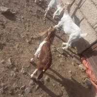 فروش 5 راس بز کهره دار جوان دارای کهره 3ونیم ماهه