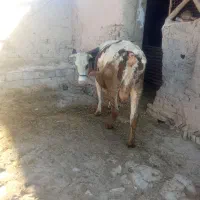 گاو سیمینتال