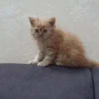 گربه پرشین|گربه|تهران, ابوذر|دیوار