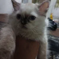 گم شده یابنده مژدگانی خوب