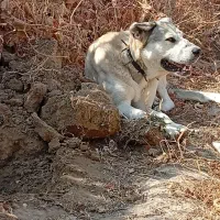 سگ اصیل|سگ|لیلان, |دیوار