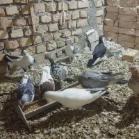 کفتر فروشی|پرنده|کاشمر, |دیوار