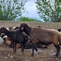 قوچ همو دارای ژن چند قلوزایی