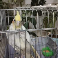 عروس هلندی|پرنده|رزن, |دیوار