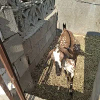 فروش دو عدد کهره ماده|حیوانات مزرعه|درگهان, |دیوار