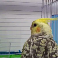 عروس هلندی 5ماهه|پرنده|بوکان, |دیوار