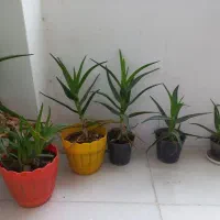 گل آپارتمانی
