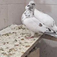 کبوتر تهرانی
