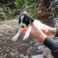 توله شکاری|سگ|چابکسر, |دیوار