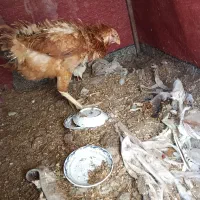 یک خروس لاری یا دو تا مرغ لاری|حیوانات مزرعه|تربت‌حیدریه, شهید قرنی|دیوار