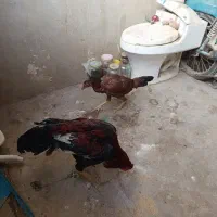 مرغ خروس لاری