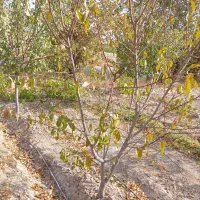 درخت هلو|خدمات باغبانی و درختکاری|شاندیز, |دیوار