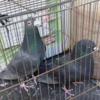 پلاکی|پرنده|ملایر, |دیوار