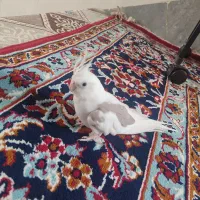 عروس هلندی دستی