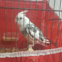 عروس هلندی
