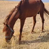 اسب|اسب و تجهیزات اسب‌سواری|بجنورد, |دیوار