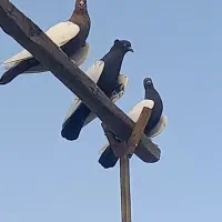 کبوتر سینه ای پرشی بازی کن سر قدیم..