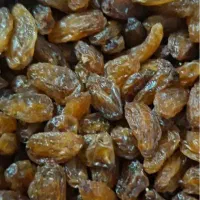 کشمش افتابی و گله کاشمر