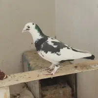 کفتر باب نوبازی مفت میدم جاندارم