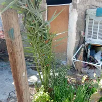 نخل|گل و گیاه طبیعی|دهدشت, |دیوار