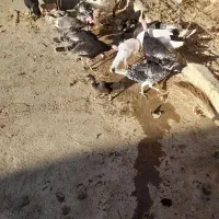 بوقلمون|حیوانات مزرعه|کبودرآهنگ, |دیوار