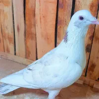 کفتر بی نظیر|پرنده|روداب, |دیوار